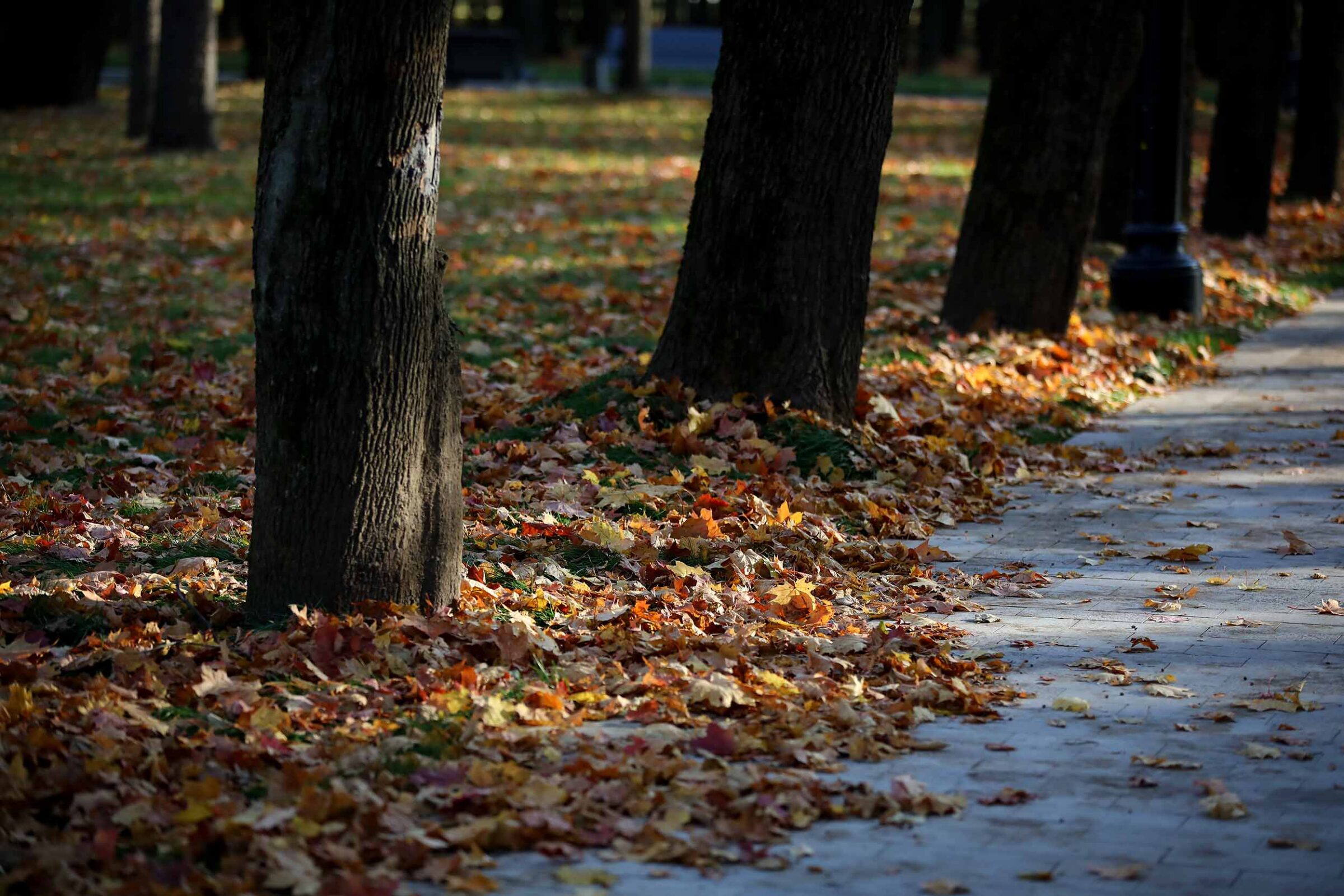 Path in the Park covered with fallen leaves